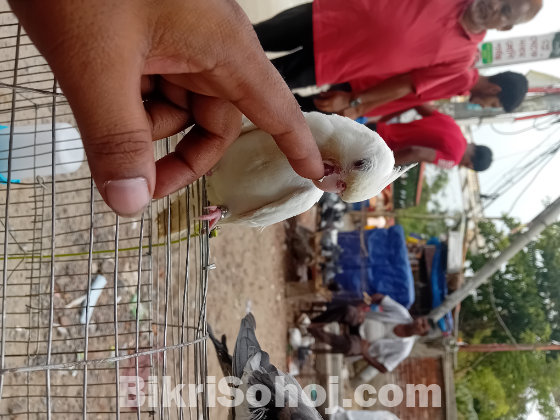 Bird